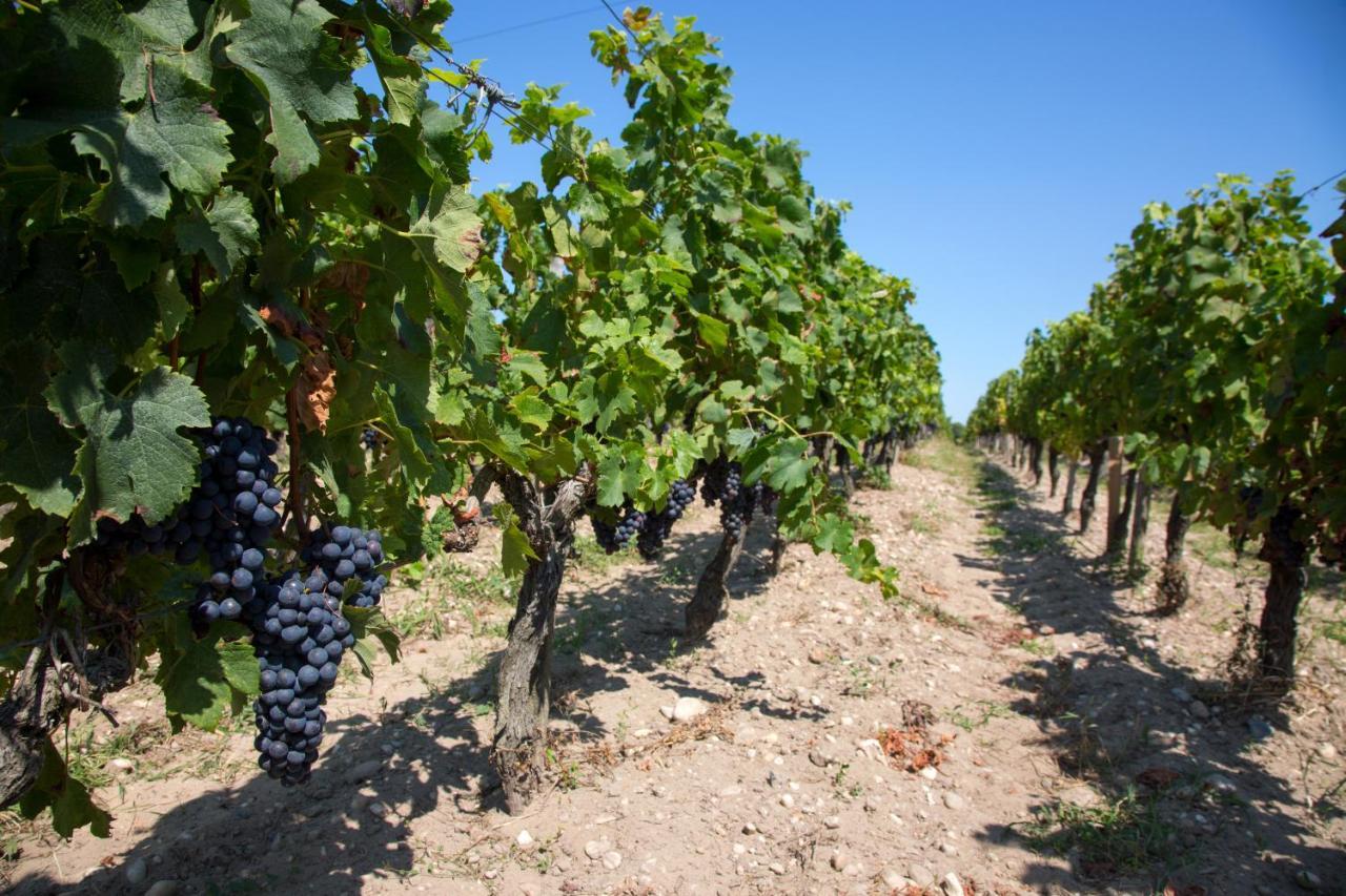 Wine Hote Chambre D'Hotes Le Pian-Médoc Kültér fotó